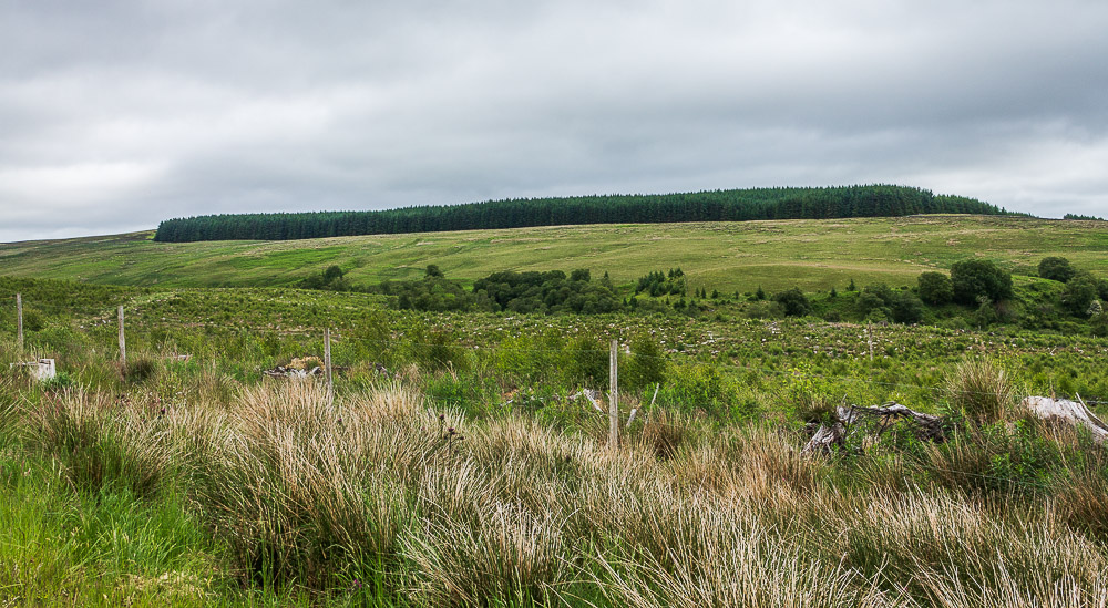 Gilliehill Clints